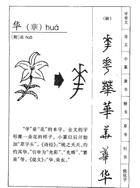 華名字意思|华的意思